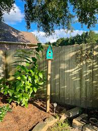 Buy Aphrodite Sweetshrub