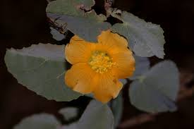 Image result for Abutilon austro-africanum