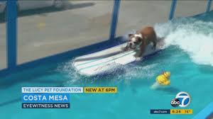 Animal services to get forever homes for as many shelter animals as possible. Surfing Dogs Hit The Waves In Costa Mesa Expo Abc7 Los Angeles