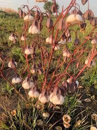 Image result for Aster harveyanus