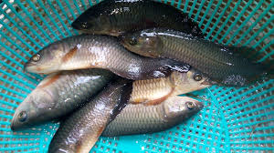 Image result for Heterotis