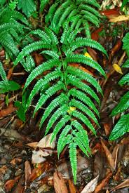 Image result for Arachniodes webbiana