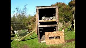 Guinea hen's popularity seems to be on the rise. Release Of Guinea Fowl Youtube