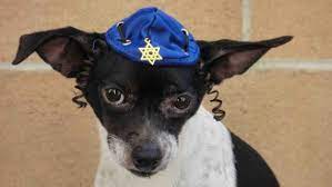 Hanukkah Hat For Dog Or Cat Hanukkah Gift Dog Costume Etsy Dog Hat Hanukkah Hat Dogs