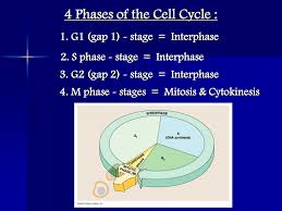 During g1, when the conditions are favorable, certain proteins stimulate the cell to. 4 Phases Of The Cell Cycle