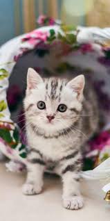 Pin By Silo On Kittens So Pretty Baby Animals Funny Baby Animals Pictures Baby Animals Super Cute