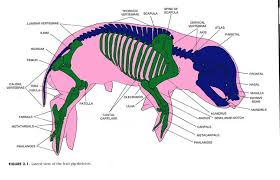 Pig Anatomy Diagram Wiring Diagrams