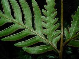 Image result for Pteris kivuensis
