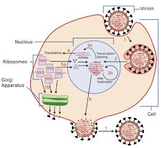 Un virus è una struttura particolare formata da una capsula (si chiama capside). Orthomyxoviridae Wikipedia