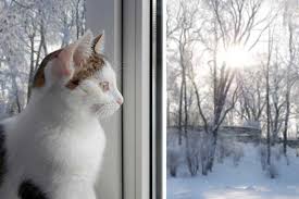 Image result for cats in winter