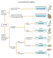 R Sultats Google Recherche D Images Correspondant Http Static1 Assistancescolaire Com Col Images Remi0312az Jpg Classification Des Vegetaux Vegetal Plante