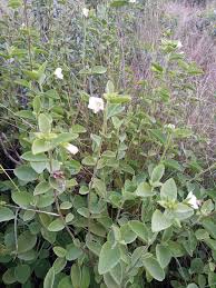 Image result for Clerodendrum johnstonii