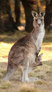 Kangaroo Standing Hd Iphone Wallpapers Australian Native Animals Animals Beautiful Unique Animals