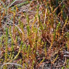 Image result for Rotala tenella