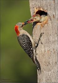 They also eat a lot of acorns and small fruits. Wonders Of Wildlife Red Bellied Woodpecker Awf