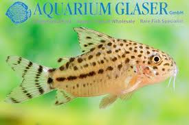 Image result for Stenostelma corniculatum