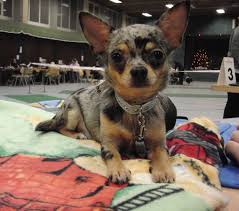Im folgenden finden sie eine kleine auswahl von anzeigen zum thema chihuahua kurzhaar. Chihuahua Zucht Vom Wichtelhof Anerkannter Zuchter Des Chihuahua Zucht Vom Wichtelhof Zuchter Von Lang Und Kurzhaarchihuahuas Mit Sachkundeprufung Nach 11 Tierschutzgesetz Steuernummer 22 063 3275 0 Home Aktuelles Welpenstube