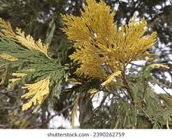 Image result for ramas de libocedro arbol