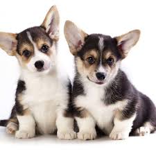 Cardigan Welsh Corgi | DOGSACTUALLY