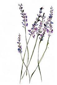 Sarah Beetson Fashion Nature Food Editorial And Children Illustrator Flower Drawing Flower Illustration Lavender Tattoo