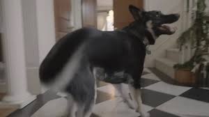 Nine dog christmas (video 2004). Joe Biden S Two German Shepherds Star In Funny Christmas Video L Fe The Philippine Star