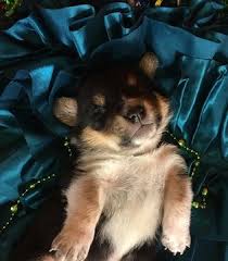 Check spelling or type a new query. Pin On Puppies For Sale
