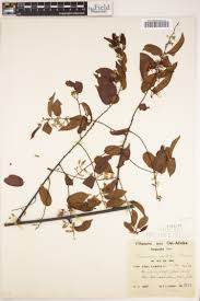 Image result for Grewia holstii