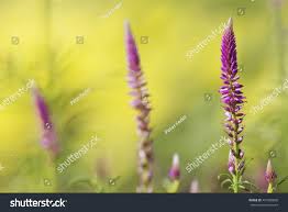 Image result for Hermbstaedtia fleckii