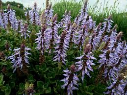 Image result for Coleus neochilus