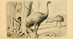 Few Humans Were Needed To Wipe Out New Zealand S Moa Extinct Animals Prehistoric Animals Animals
