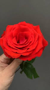 We would like to show you a description here but the site won't allow us. 170 Rose Ideas In 2021 Rose Beautiful Roses Beautiful Flowers