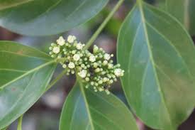 Image result for Psydrax