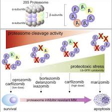 Other articles where proteasome is discussed: Proteasome Inhibition In Multiple Myeloma Head To Head Comparison Of Currently Available Proteasome Inhibitors Cell Chem Bio X Mol