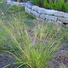 Image result for Eragrostis sericata