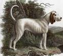 These 21 Old Dog Breeds No Longer Exist Today… But You’ll ...