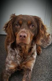 Epagneul Breton Brittany Dog Brittany Spaniel Dogs Pretty Dogs