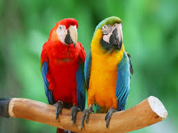 We provide grooming as a service. Macaws Exotic Bird Hospital