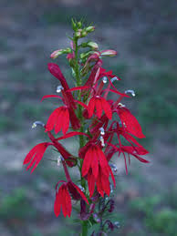 Mostly, the southeast is blessed with. Lobelia Cardinalis Cardinal Flower Native Plants Of North America