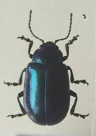 Image result for Chrysochloa