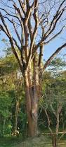 Image result for Hymenaea courbaril