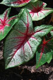 Caladio Nome Cientifico Caladium Bicolor Cicek