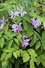 Chinese Indigo Indigo Plant Indigo Flower Plants