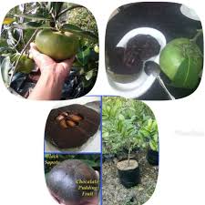 Inp0rt kw cepat berbuah bibit tanaman buah anggur import a1. Assalamu Alaikum Jual Bibit Tanaman Buah Black Sapote Coklat Puding Fruit Asal Meksiko Sudah Adaptif Dng Iklim Asia Tenggara Unik I Buah Tanaman Puding
