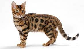 Beautiful belgian cat named thor stirs the internet. Bengal Cat Breed Information