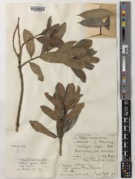 Image result for Warburgia ugandensis