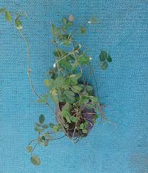 Image result for Teramnus