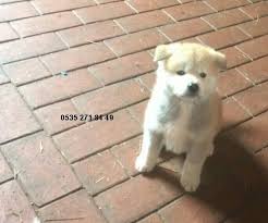Japon Akita Inu 2 Akita Hayvan Kopek