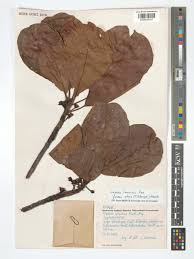 Image result for Uapaca guineensis