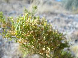 Image result for Fagonia isotricha