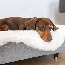 The dog bed should be slightly larger than your pet to accommodate the many positions dogs. Topology Luxury Dog Bed With Customisable Toppers And Feet